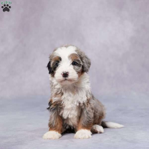 Ben, Mini Bernedoodle Puppy